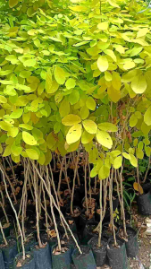 ต้นทองนพเก้า หรือชะแมบทอง 1.5เมตรขึ้นไป