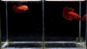 ปลากัด สวยงาม สีแดง ซูเปอร์เรด พร้อมรัด คัดเกรด ตรงปก แข็งแรง(มีรับประกัน)