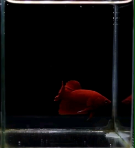 ปลากัด สวยงาม เพศผู้ 1 ตัว ซูเปอร์เรด สีแดง พร้อมรัด คัดเกรด ตรงปก แข็งแรง(มีรับประกัน)