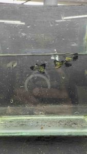 Metal Black Lace Short Body Guppy