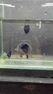 Snake Skin Blue Tail Guppy