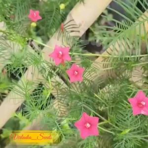 [Virladia Seeds] Biji Benih Bunga Cypress Vine | Bunga Songgo Langit