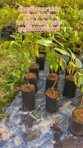 ต้นทุเรียนหนามดำสายพันธุ์แท้จากมาเลย์