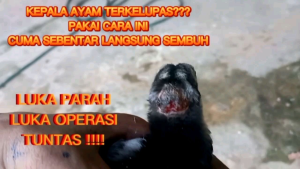 OBAT TEDUN RAMBAT DAN INFEKSI PADA AYAM / BUBUL GANTUNG / FLEK / LUKA /OBAT DUGAL / OBAT BUBUL GANTUNG / VANJALOE