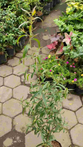 Eucalyptus / Melaleuca leucadendra - - Pokok Kayu Putih / Gelam - नीलगिरी / मेलाल्यूका पौधा Eucalyptus (Melaleuca leucadendra) – Aromatic Healing Tree Medicinal Leaves Fast Growing Tropical Shade Tree LIVE PLANT