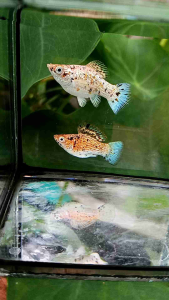 พร้อมส่ง🇹🇭อาหาร🐟ลา เวียดนามแท้ 👉สูตรสำหรับpลาบอaลูa 🥰