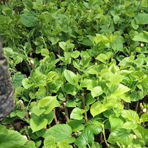 Tanaman Bibit Buah Long Murbei pul media mantap