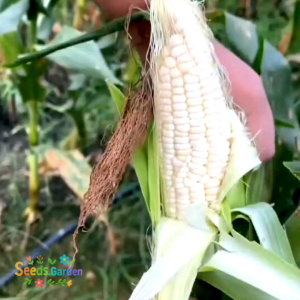 100 BUTIR BIJI/BENIH JAGUNG PULUT KETAN PUTIH