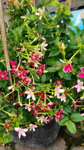 Rangoon Creeper (Quisqualis indica) - - Pokok Akar Dani - रंगून लता Rangoon Creeper – Fragrant Blossoms Color-Changing Flowers Climbing Vine Tropical Beauty Fast Growing LIVE PLANT