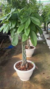 #ศุภโชคถักเปีย #Pachira aquatica #ถักเปีย #ศุภโชค #Money Tree GuianaChestnut Malabar Chestnut หรือ Saba Nut) มีชื่อวิทยาศาสตร์ว่า Pachira aquatica เป็นต้นไม้ที่เติบโตและพบเห็นได้ตามธรรมชาติในพื้นที่เขตร้อนมีประโยชน์หลากหลาย ทั้งนำดอกและเมล็ดมาประกอบอาหา