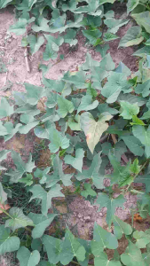 กิ่งพันธุ์มันเทศพันธุ์ไทยเดิม หัวแดงข้างในขาว เนื้อแน่น รสหวาน 50 กิ่ง