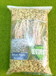 Jual Bibit ketan putith kulitas super tanpa gabah per kantong