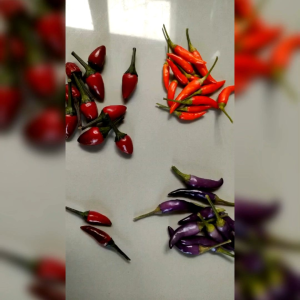 5 BUTIR BIJI BENIH TANAMAN CABE UNGARA (Bisa konsumsi)