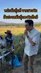 (หน่อพันธุ์แท้)สับปะรด#พันธุ์แตงโมยักษ์ ผลใหญ่3-5กก เนื้อหวานนุ่มไม่กัดลิ้น