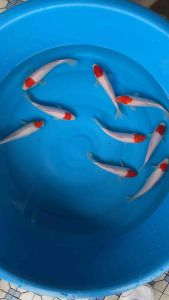 JAPAN KOI LOCAL BREED 6/7” HIGH GRADE TANCHO RM280 per koi