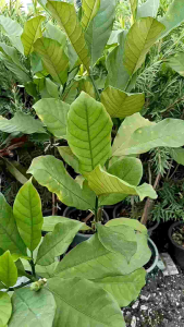 พุดเศรษฐีสยาม กระถาง 11 นิ้ว ต้นสวยและแข็งแรง (กทม)