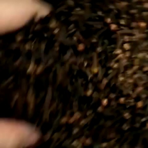 Cengkih kering berkualitas bersih 250gr