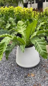 กระถางต้นไม้ รุ่นนางฟ้า สีเบจ สีเดียน 12 นิ้ว 1 ชั่วโมง กระถางเบลล่า กระถางมินิมอล กระถางพลาสติก พร้อมจัดส่งภายใน 1 วัน