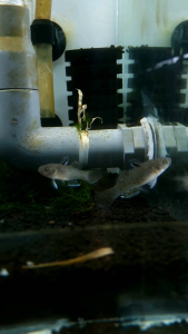 Knight Goby//Ornamental fish/Freshwater/Readystock