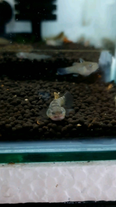 Banded Goby/Ornamental fish/Freshwater/Readystock