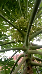 Kembang Paya / Gedang Gandul / Bunga Pepaya Segar