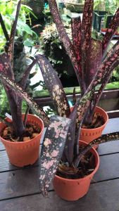 Billbergia Black Cherry ( 水塔风梨/ bromeliad ) rare species