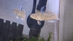 Knight Goby (Stigmatogobius sadanundio) | Live animal