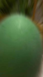 โมเดลมะม่วง มะม่วงเขียวเสวย(ลูกใหญ่) ความยาวของผลมะม่วง 25 ซม. กว้าง11.5 ซม.