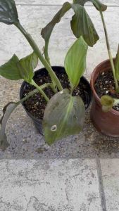 Young Plant Black Peacock Ginger / Anak Pokok Cekur hitam ／