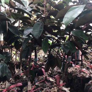 Cây giống vũ sữa lò rèn vũ sữa trắng siêu ngọt. Vũ sữa mỏng vỏ giống chuẩn