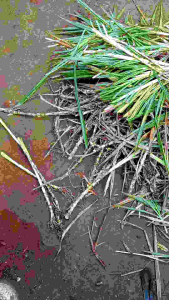 Bibit rumput Odot kualitas super 1kg pakan kambing berakar