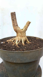 POHON BONSAI ANPUT/WRIGHTIA RELIGIOSA