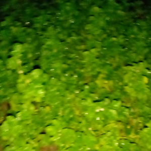 bibit bayam brajil panjang 20cm