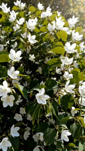 กาหลง กระถาง 11 นิ้ว ไม้มงคลต้นสวย (กทม)