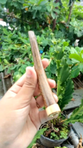 padutan once pipa kayu kelor Jawa model S A649