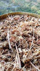 Teh herbal Seger sereh jahe kunyit kencur kapulaga cengkeh Paket komplit 15 pcs/box