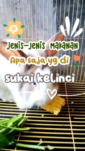 VITAMIN KELINCI / VITAMIN KELINCI CEPAT GEMUK / penambah nafsu makan kelinci / vitamin kelinci sehat