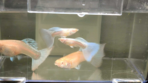 Albino Japan blue Guppy PAIR | Live animal