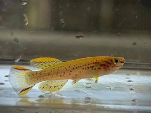 GOLD GARDNERI [ KILIFISH ] / APHYOSEMION GARDNERI LAFIA - 蓝彩鳉 - AquaX With D.O.A. *Ship West & East Malaysia* ~Farm Direct Sell