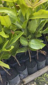 ต้นชมพู่ (แพ็ค2ต้น) พันธุชมพู่ ทับทิม จันทร์ กิ่งตอน สูง 40-50 เซน ปลูก 1 ปี ติดลูก คุณภาพ ขายราคา ถูก