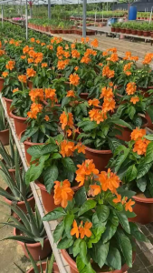 Crossandra infundibuliformis (kanakambaram) height est ht 30 -40 cm. In 7inch pot