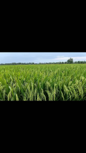 ( 10kg ) Benih Padi In Hibrida Super Istimewa Simbok Mentes original