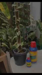 B start vitamins B1 plant growth rooting acceletor