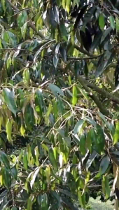 คู่หูมหัศจรรย์ 2ชุดแถม2ชุด ของแท้ ส่งไว เก็บเงินปลายทาง