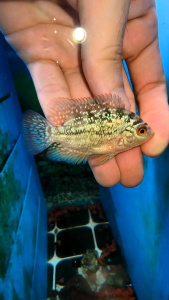 Flowerhorn kamfa local breed 2inch fish luohan kamfa malaysia 本地金花 pellet trained flowerhorn