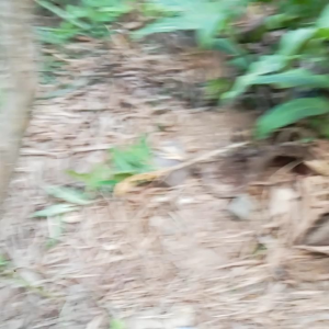 เหง้าไพลดำ สำหรับเพราะปลูกขยายพันธุ์