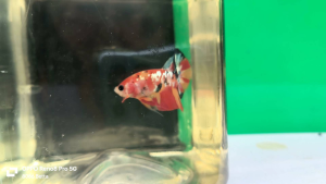 ikan laga斗鱼/打架鱼betta fish-hmpk Candy gold galaxy（male）5／10 size jr