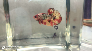 ikan laga斗鱼/打架鱼Betta fish-hmpk Candy cooper gold（male）5／10 size jr to regular high quality