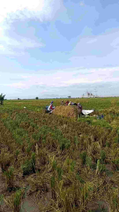 BENIH PADI KETAN GERENDEL PUTIH GEDENGAN PER IKAT ISI 50KUALITAS UNGGUL SUPER PER 1KG