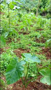 Bibit benih talas pratama (15) bibit